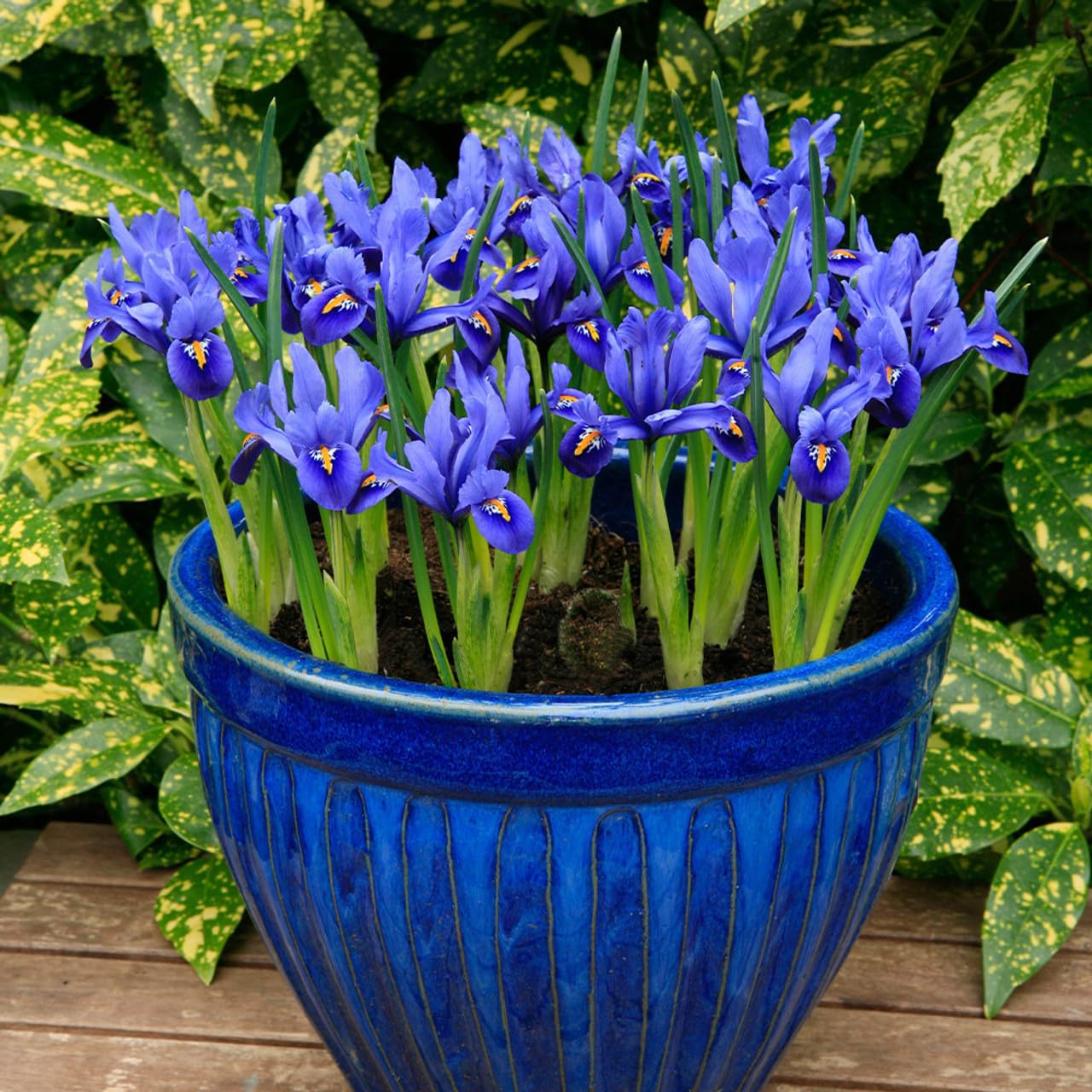 Flora Seeds Imported Iris Flowering Bulbs | Winter Flower Bulbs for Gradning (Pack of 1) | Fresh Flower Bulbs for Terrace & Kitchen (B0CR8XGHJ9) Amazon Price History, Amazon Price Tracker