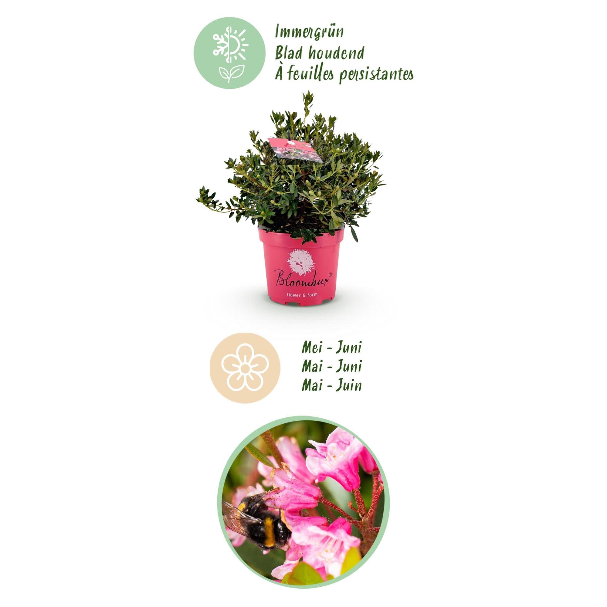 Rhododendron Bloombux Magenta Zwerg-Rhododendron als Buchsbaum-Ersatz 23 cm