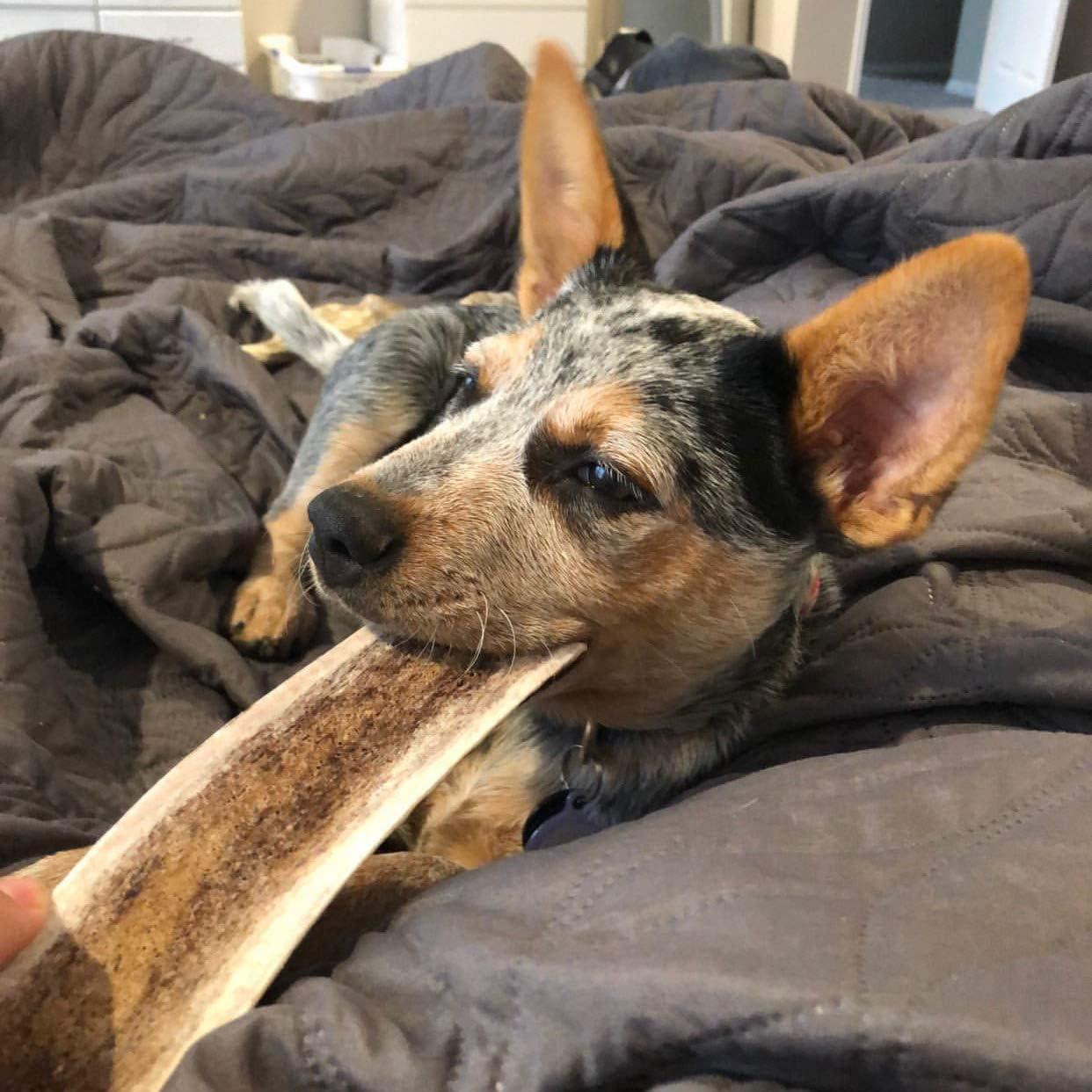 Perfect Pet Chews Split Elk Antler Dog Chew - Grade A, All Natural, Organic, and Long Lasting Treats - Made from Naturally Shed Antlers in The USA - Medium Treat - 5-Count