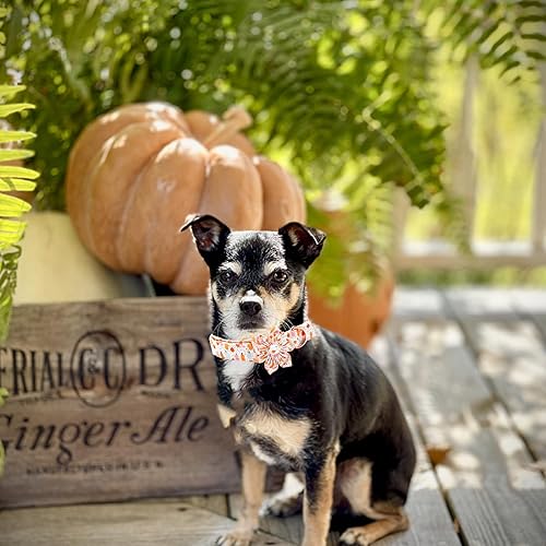 Miniatura 6 de Elegant little tail Collar de Halloween para perro, collar de calabaza de Halloween con flores para niñas, collar para mascotas, collar de flores