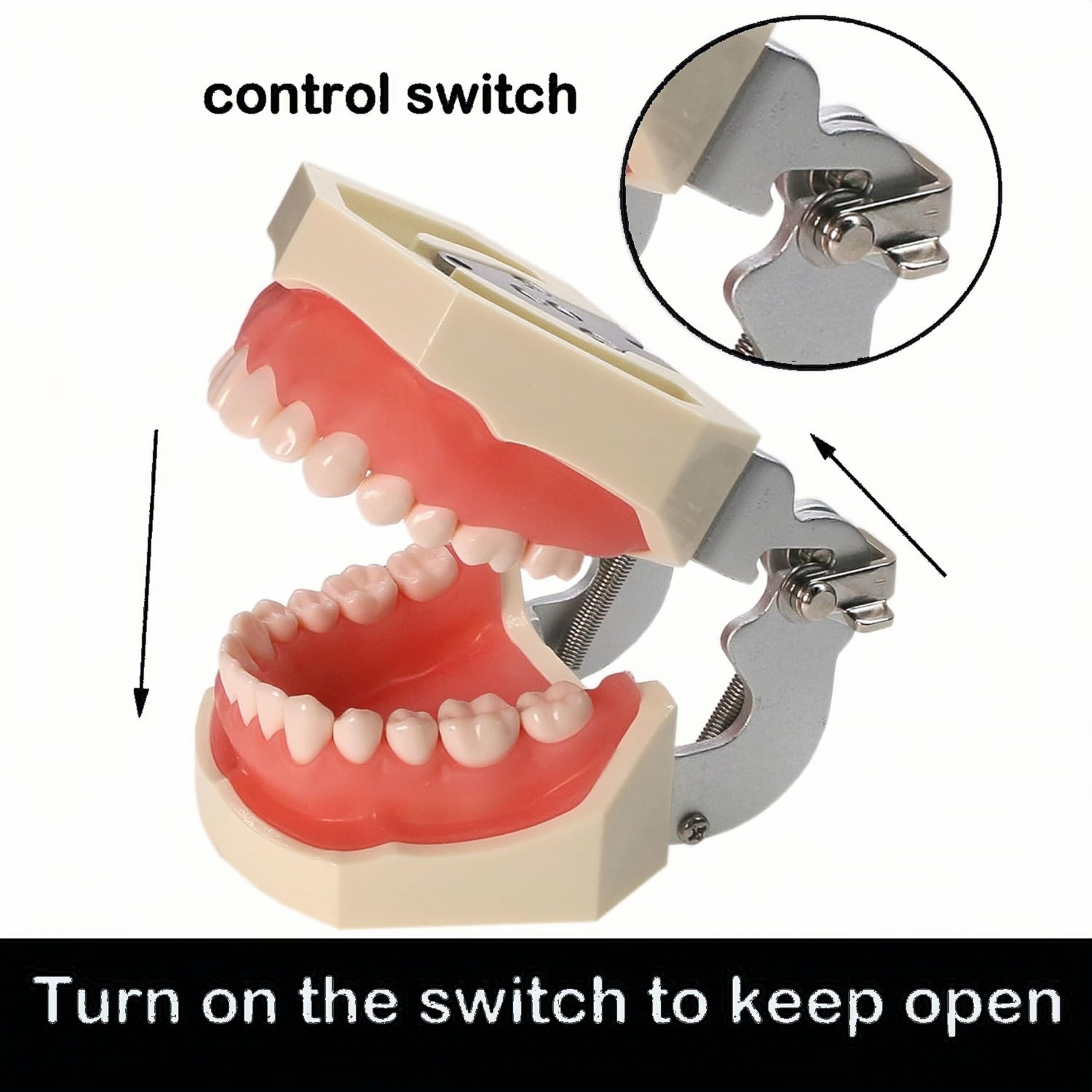 Modelo de dientes dentales de tipodonto, completamente desmontables, modelo de 28 dientes, adecuado para enseñar, practicar y estudiar, viene con un pequeño destornillador