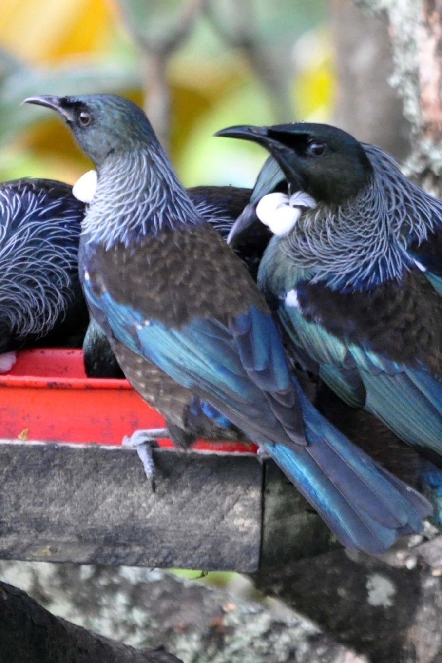 Tui Bird of New Zealand Journal: 150 page lined notebook/diary