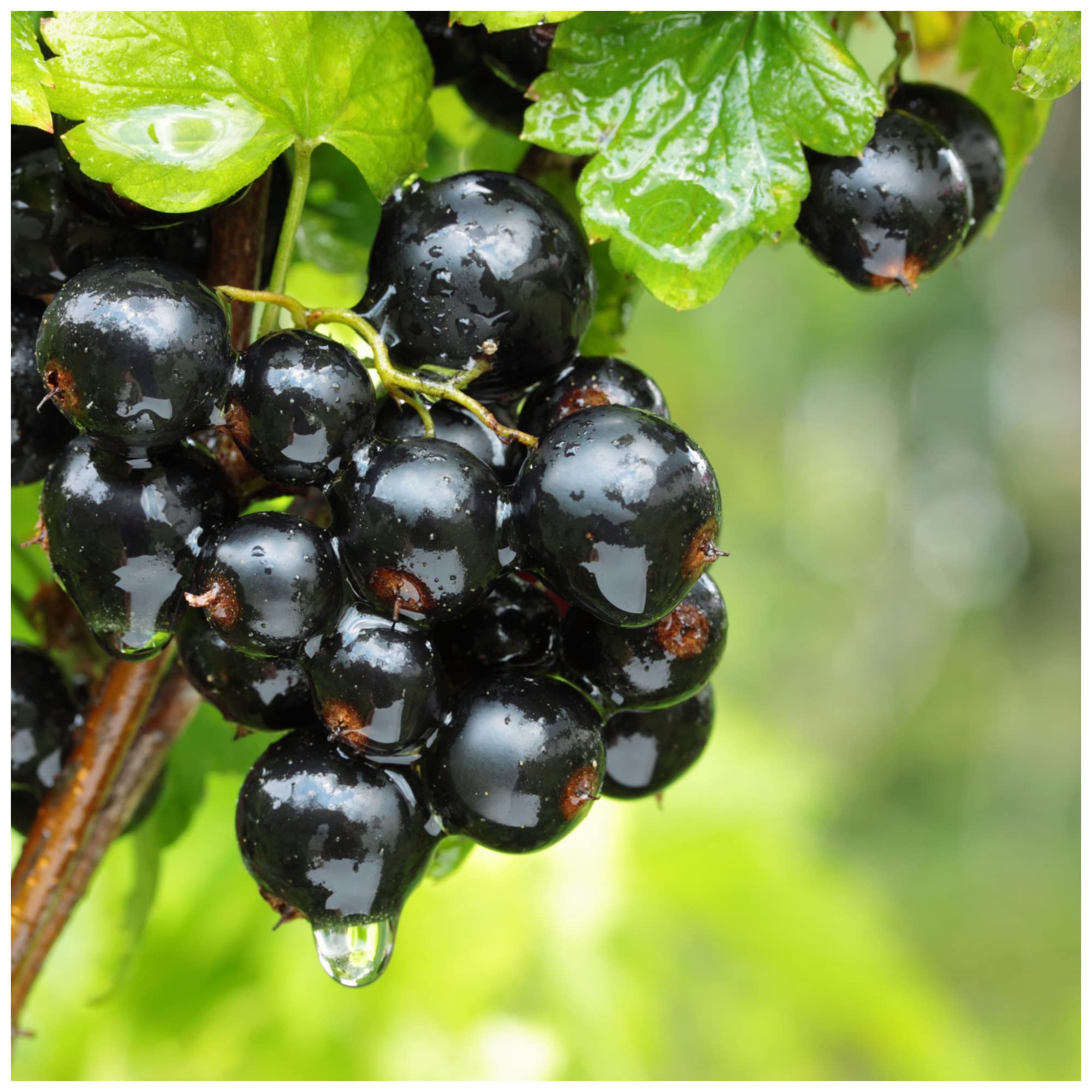 1 Titania Blackcurrant Bush Plant, Multi-stemmed, Tasty Fruit & Heavy Crop 3fatpigs®