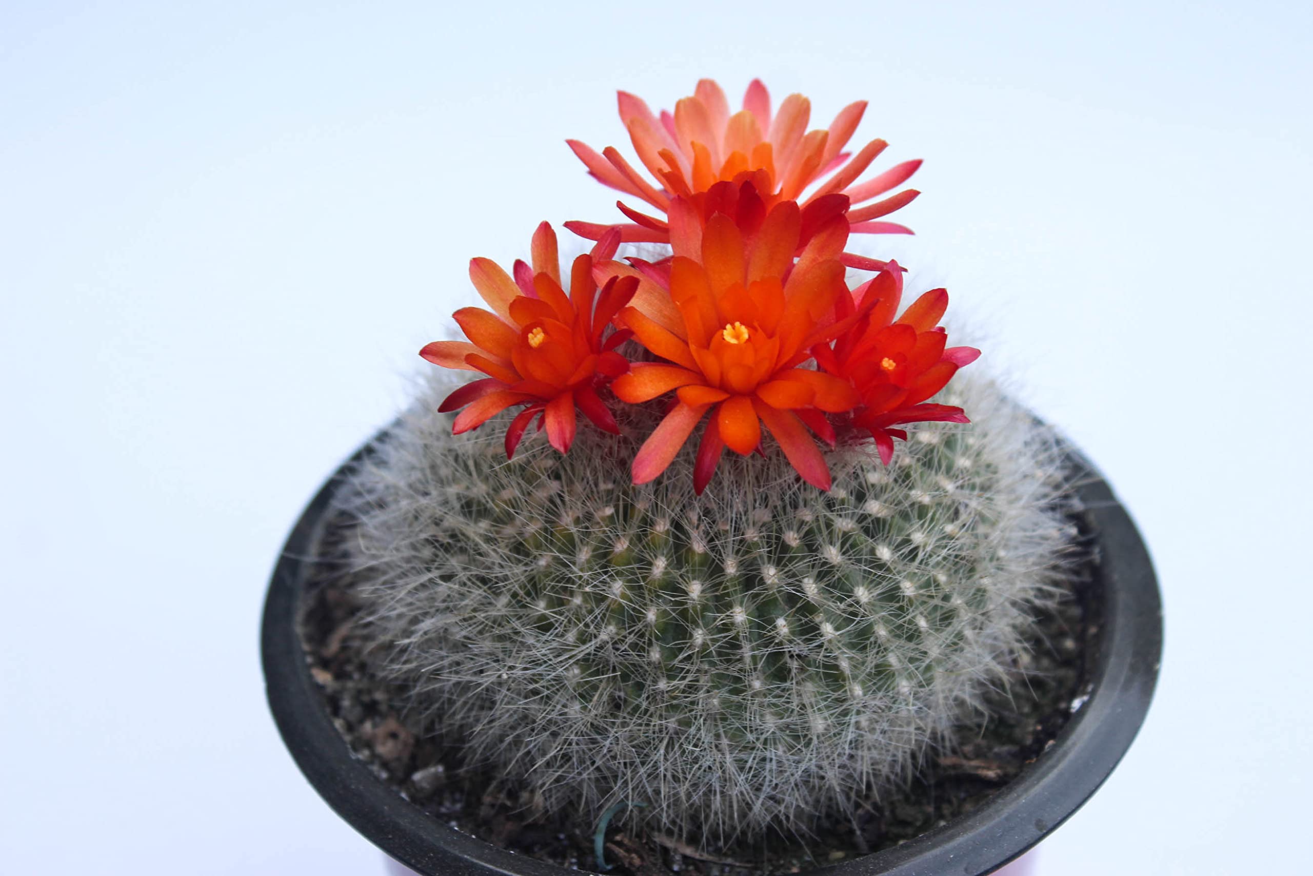 Rudyn Gladioli Farm,Brasilicactus haselbergii, Parodia haselbergii, Live Cactus (1 piece)