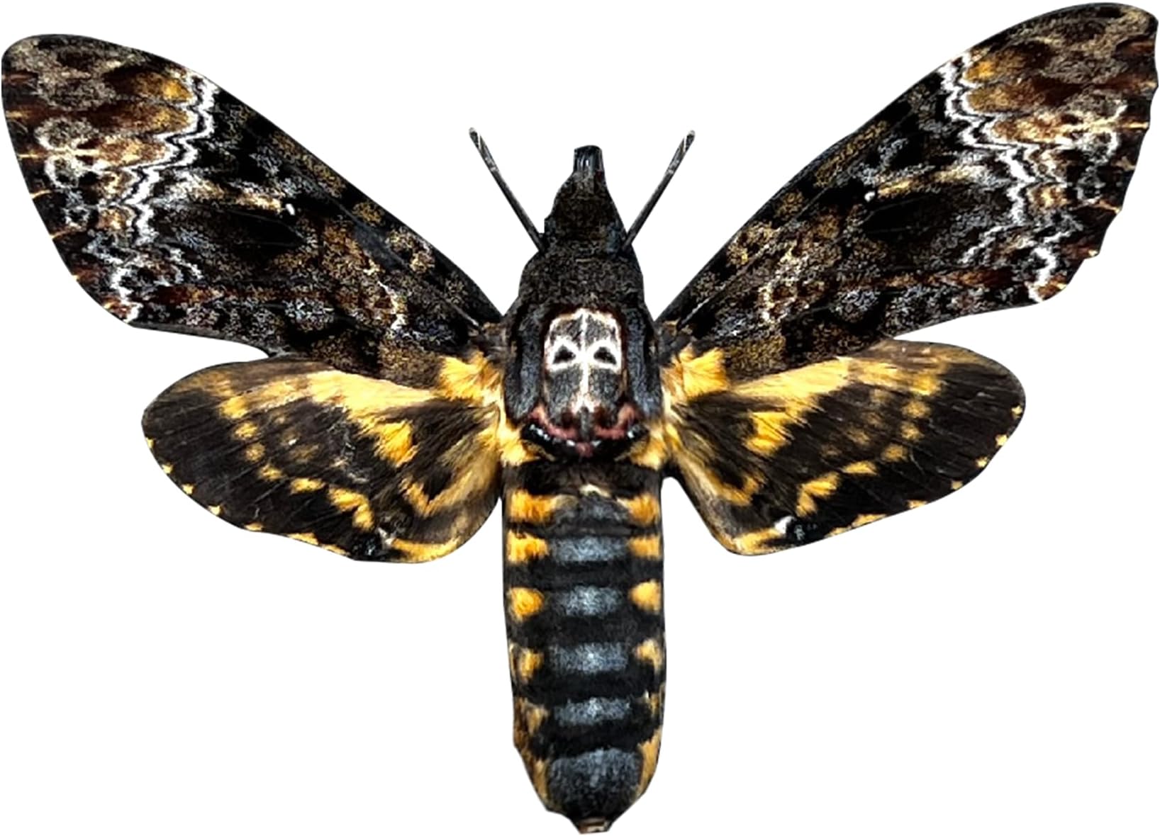 vinatimes Real Death Head Moth Acherontia Hawkmoth Mounted Skull Moth Entomology Dried Insect Butterfly Taxidermy Oddity Artwork 1MCU
