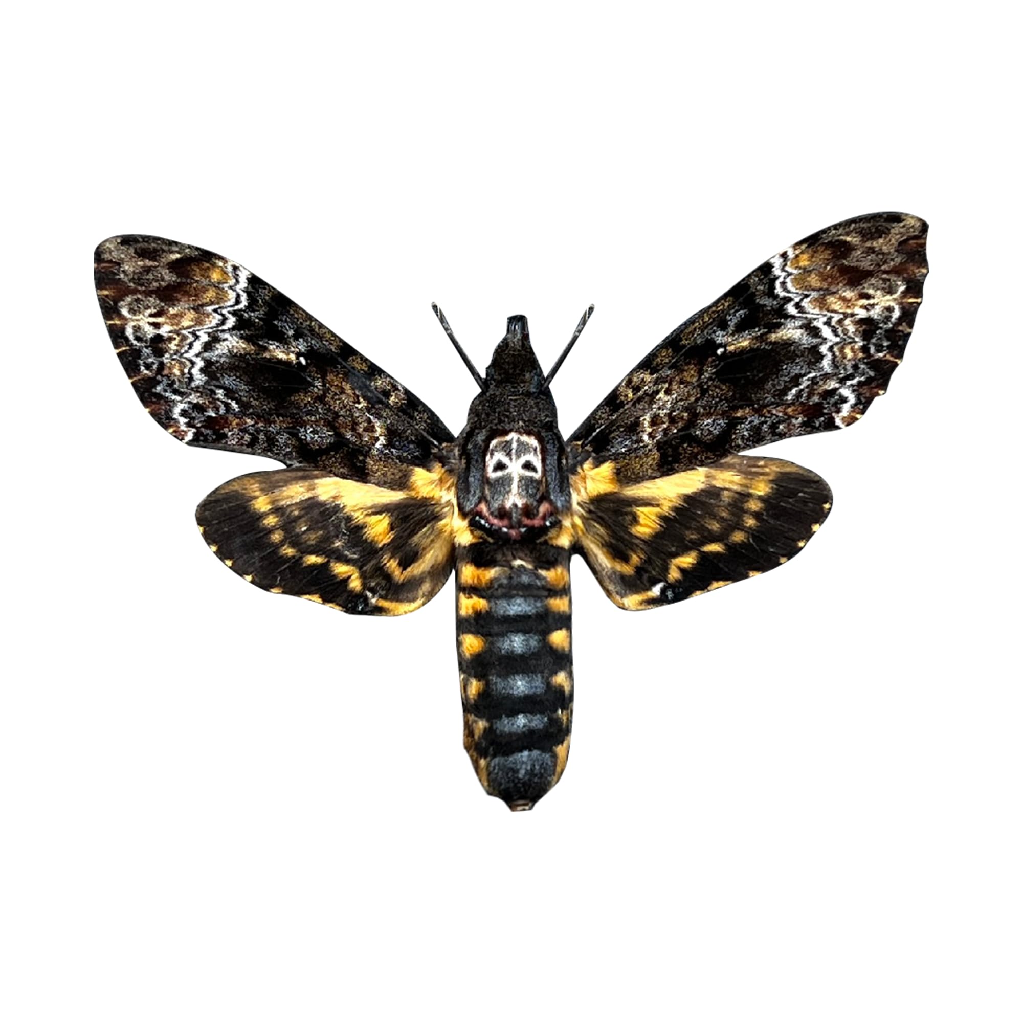Real Death Head Moth Acherontia Hawkmoth Mounted Skull Moth Entomology Dried Insect Butterfly Taxidermy Oddity Artwork 1MCU