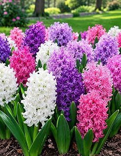 Mixed Mixed Fragrant Hyacinth Bulbs