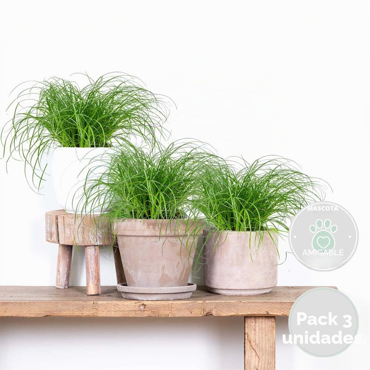 Bloomique - Set de 3 - Cyperus ‘Zumula’ - Hierba para gatos - Planta de interior - Apta para mascotas - Altura 20-30 cm - Maceta 12 cm