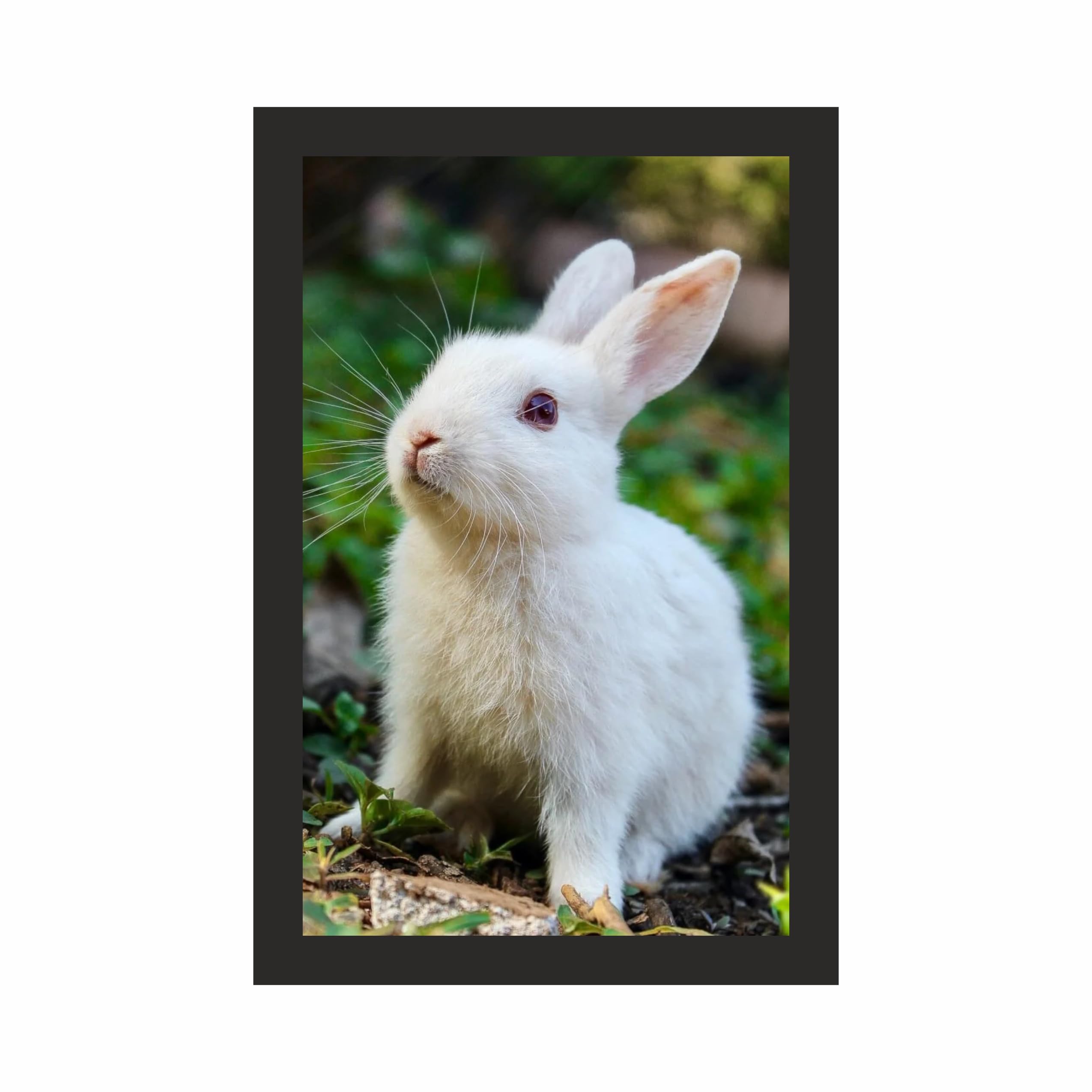 White Rabbit Wall Art Frame 12x18 Inch