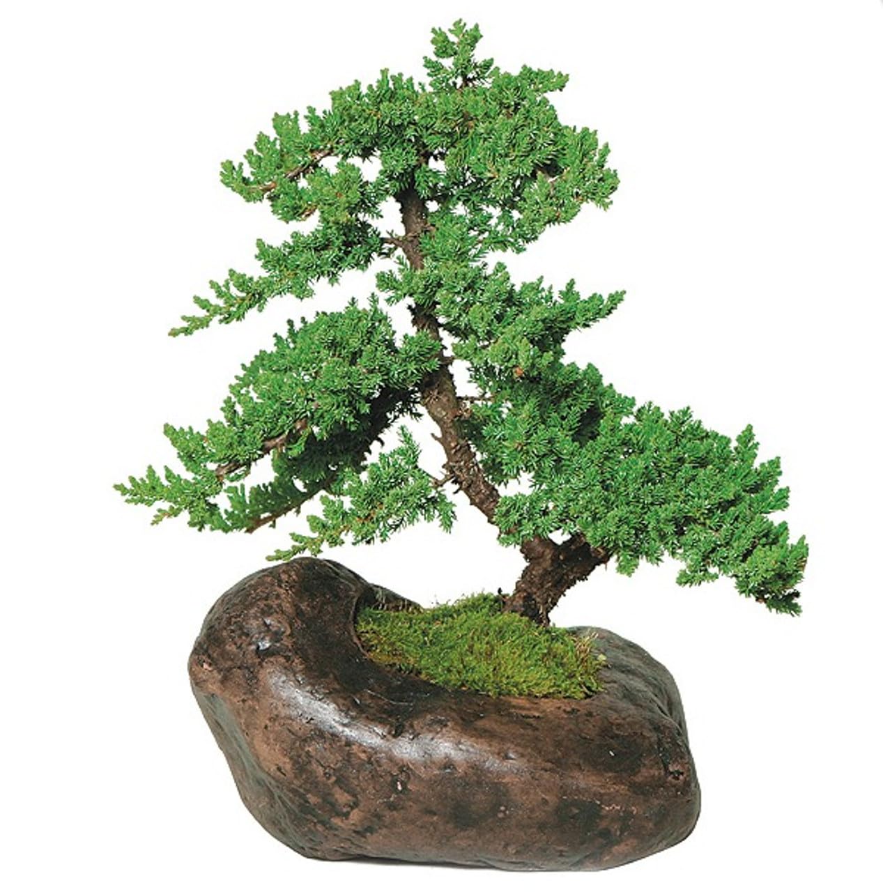 Juniper Bonsai Tree with Rock-Shaped Planter, Live Indoor Plant, Traditional Chinese Style-image-17