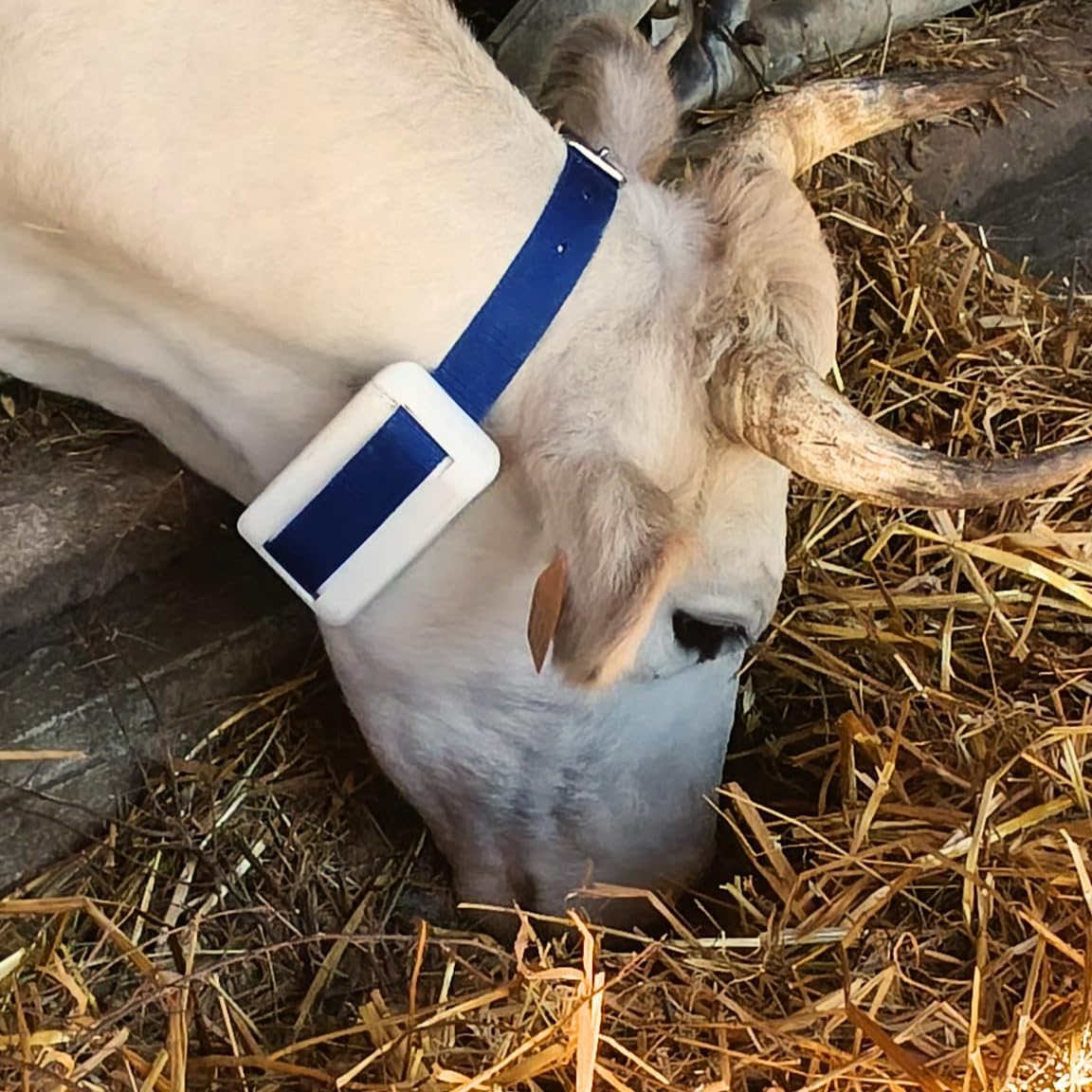 Collare GPS per Bovini - FarmBit By Intelligent Tracker
