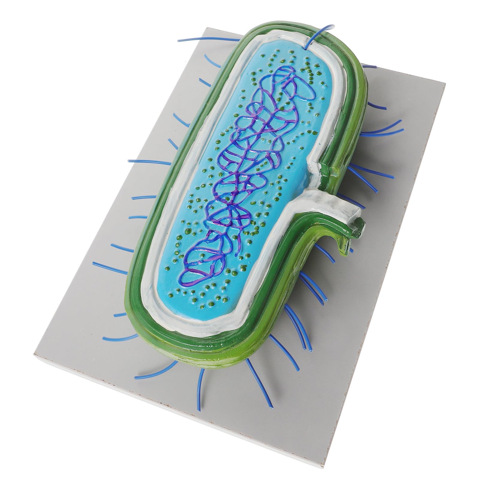 Veemoon Batteri in Pvc per Insegnamento di Biologia, Strumento Didattico Versatile Design Estetico per Laboratori e Uffici, per Studenti