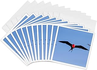 3dRose Greeting Cards - Ecuador, Galapagos, Genovesa, Male Great frigatebird in flight. - 12 Pack - birds