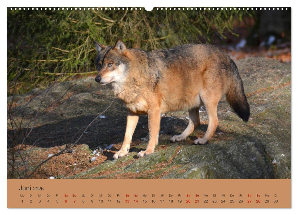 Begegnungen DER WOLF (Wandkalender 2026 DIN A2 quer), CALVENDO Monatskalender: Der Wolf - fantastische Bilder vom Isegrim. (CALVENDO Tiere)