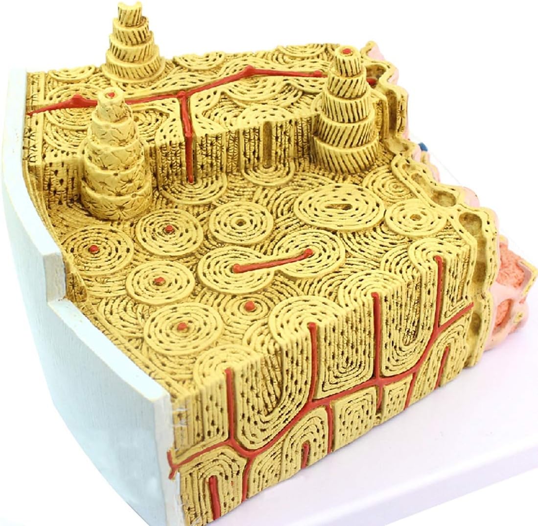 Human Eyeball Model Eye Model Sensory Organ Model Eyeball and Orbit