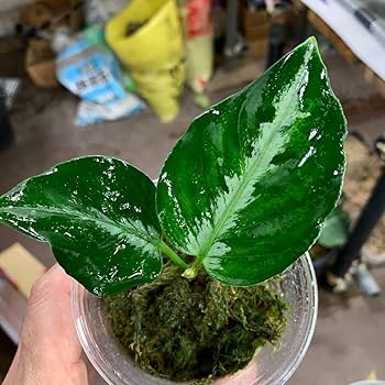 (MB-M250828-1) アグラオネマ　ピクタム アグラオネマ ピクタム トリカラー ワイド | PROTOLEAF プロトリーフ