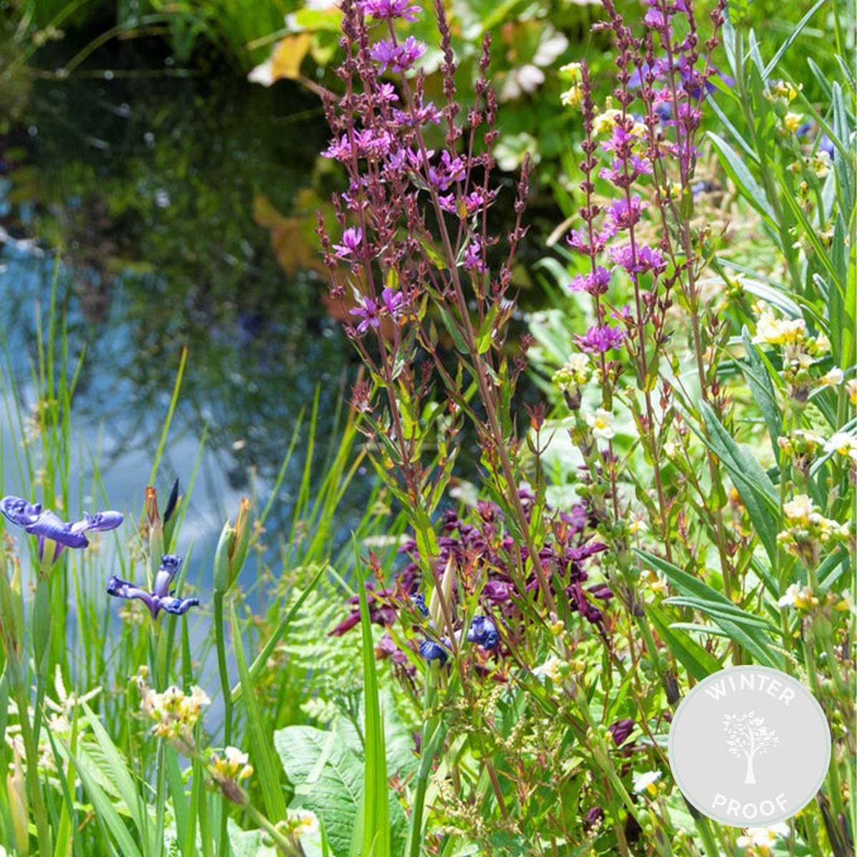 Bloomique - Set de 6 - Plantas de estanque favorables a insectos - Zona de estanque 1-2 - Acuáticas - Resistente al frío - Altura 15-25 cm - Maceta 9 cm