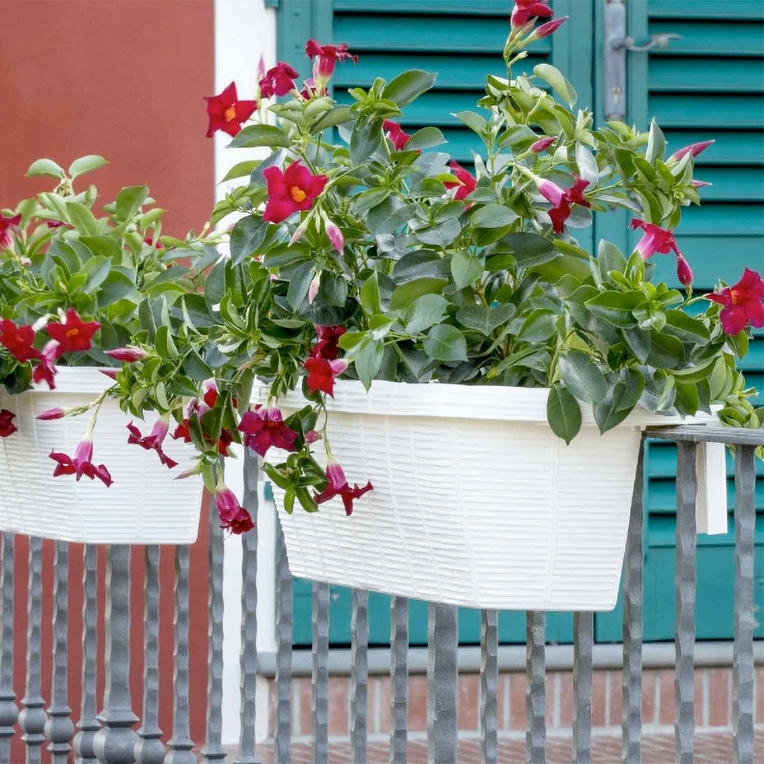 FRANKYSTAR Rondine 60 - set di 3 balconiere intrecciate da 60cm con agganci regolabili e riserva d'acqua (Panna)