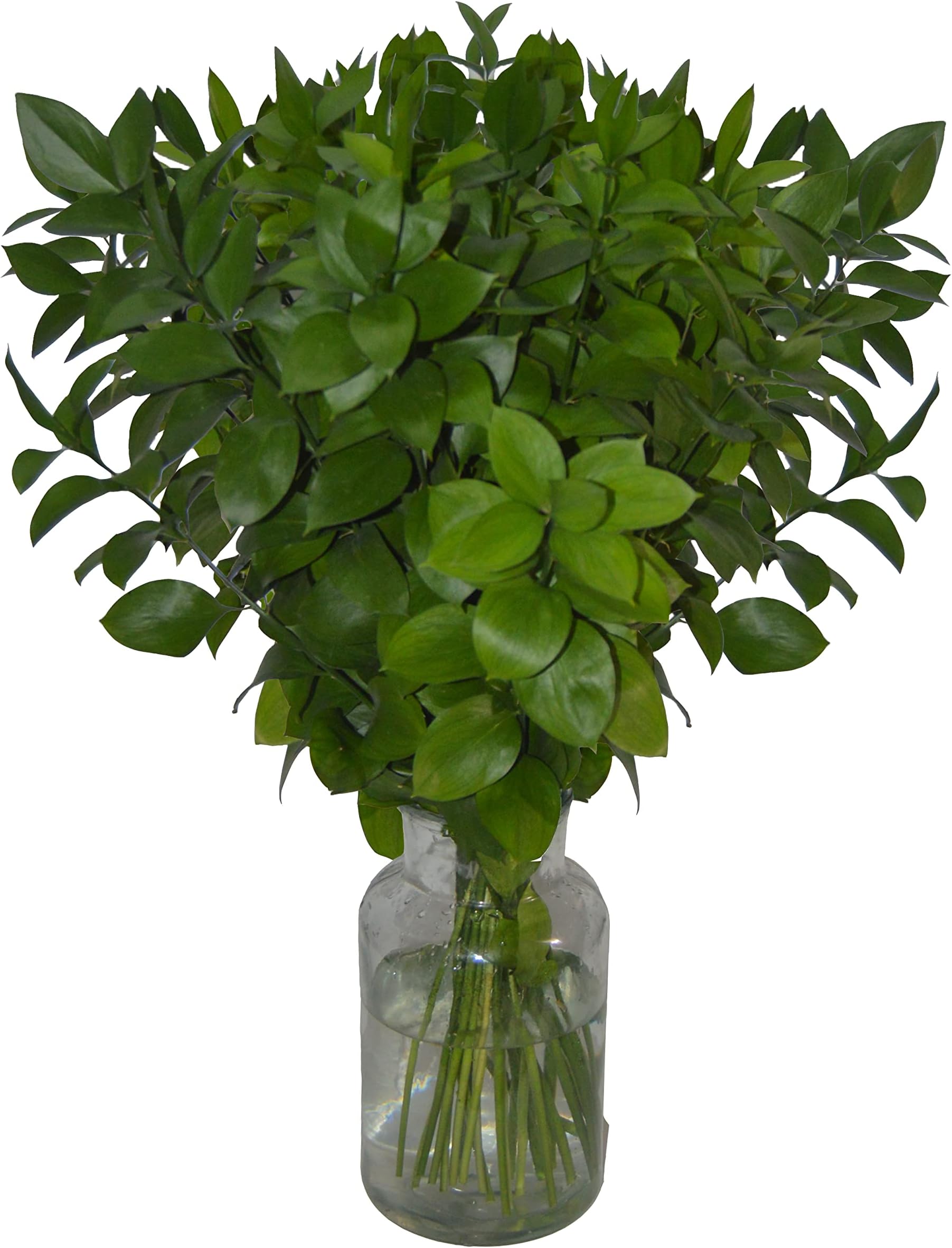 Fresh Cut Israeli Ruscus - Dark Green (3)