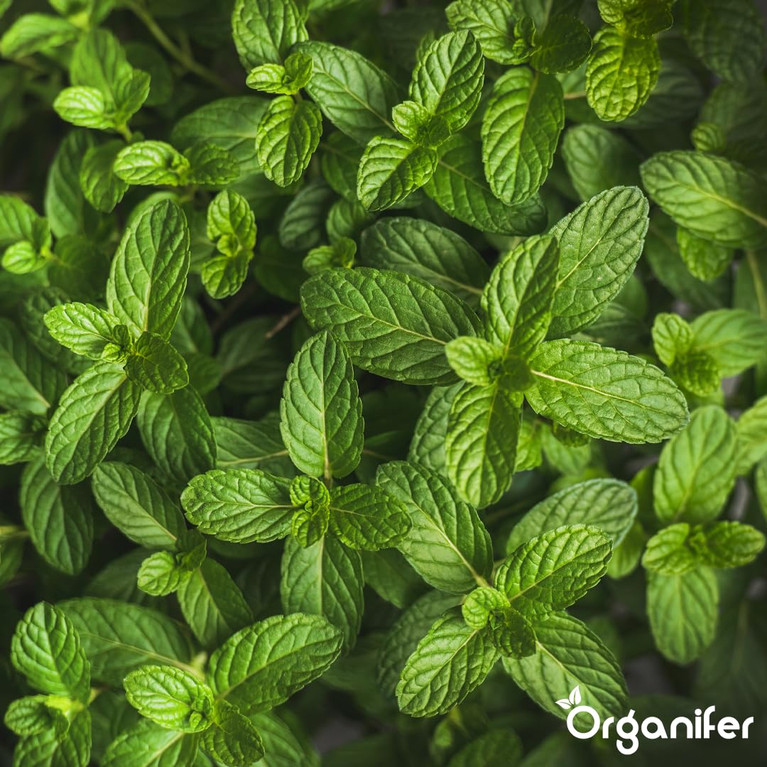 Engrais liquide organique 1L pour Menthe – croissance optimale et feuillage luxuriant – Organifer
