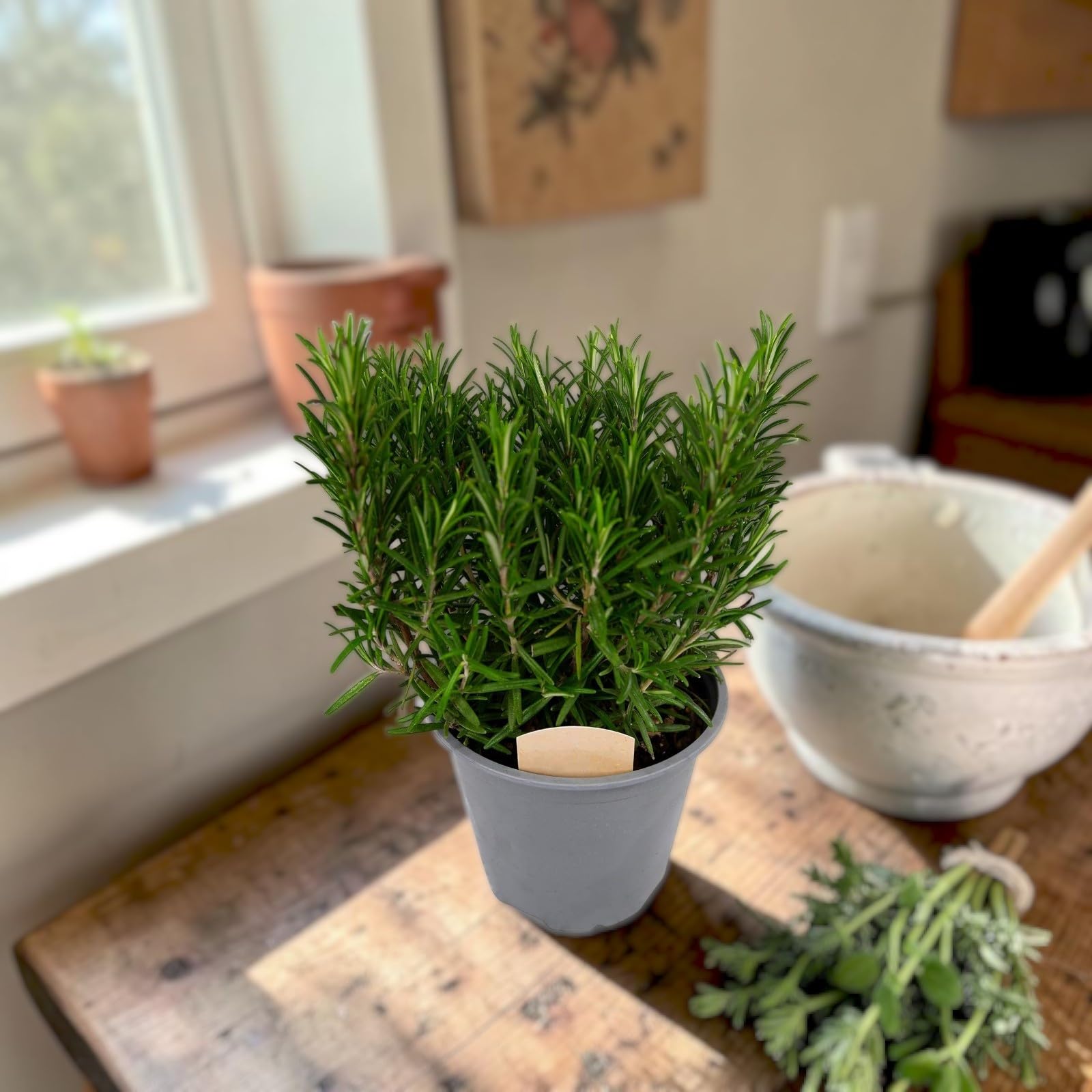 Carbeth Plants Rosemary Bush in 14cm Pot - Hardy, Fragrant Herb Plant - Ideal for Cooking, Herb Planters & Kitchen Garden