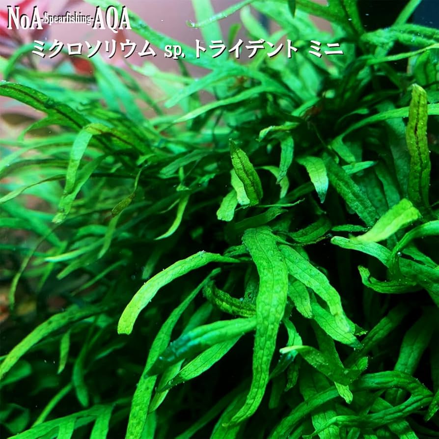 Amazon.co.jp: 水草 水中葉 無農薬 ミクロソリウム sp