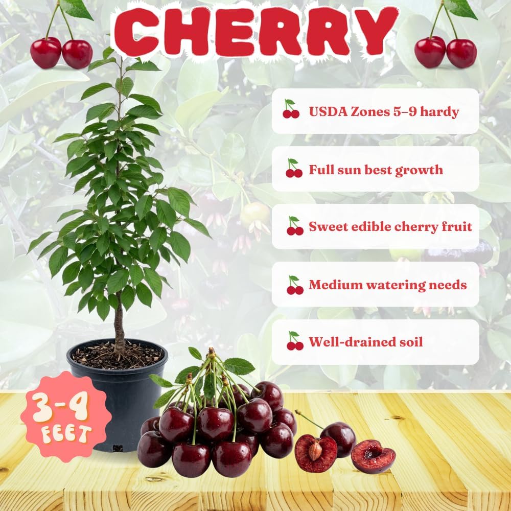 Cherry Live Tree Plant, 3-4 Feet Tall in 3 Gallon Pot, Cherry Trees Live Plants, Sweet Fruit Tree, Cold Hardy for Outdoor Gardening, No Ship to CA (Dark Red)