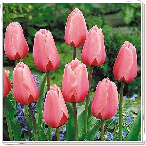 Amazon チューリップの球根 貴重な花は珍しい花の苗植物の球根 装飾 暖かい家 5球根 花