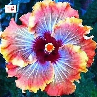 Glamaours 100pcs Japanese Hibiscus Seeds 5 Kinds Hibiscus Rosa-sinensis Flower Seeds Hibiscus Tree Seeds for Flower Potted Home Garden(1#)