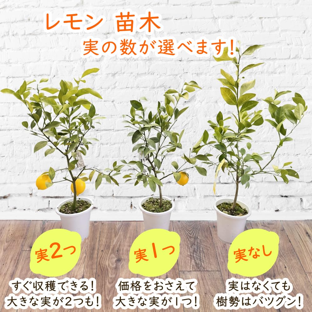 Amazon.co.jp: 【 実なし 】 レモン 接木苗 苗木 苗 5号鉢 樹高約30