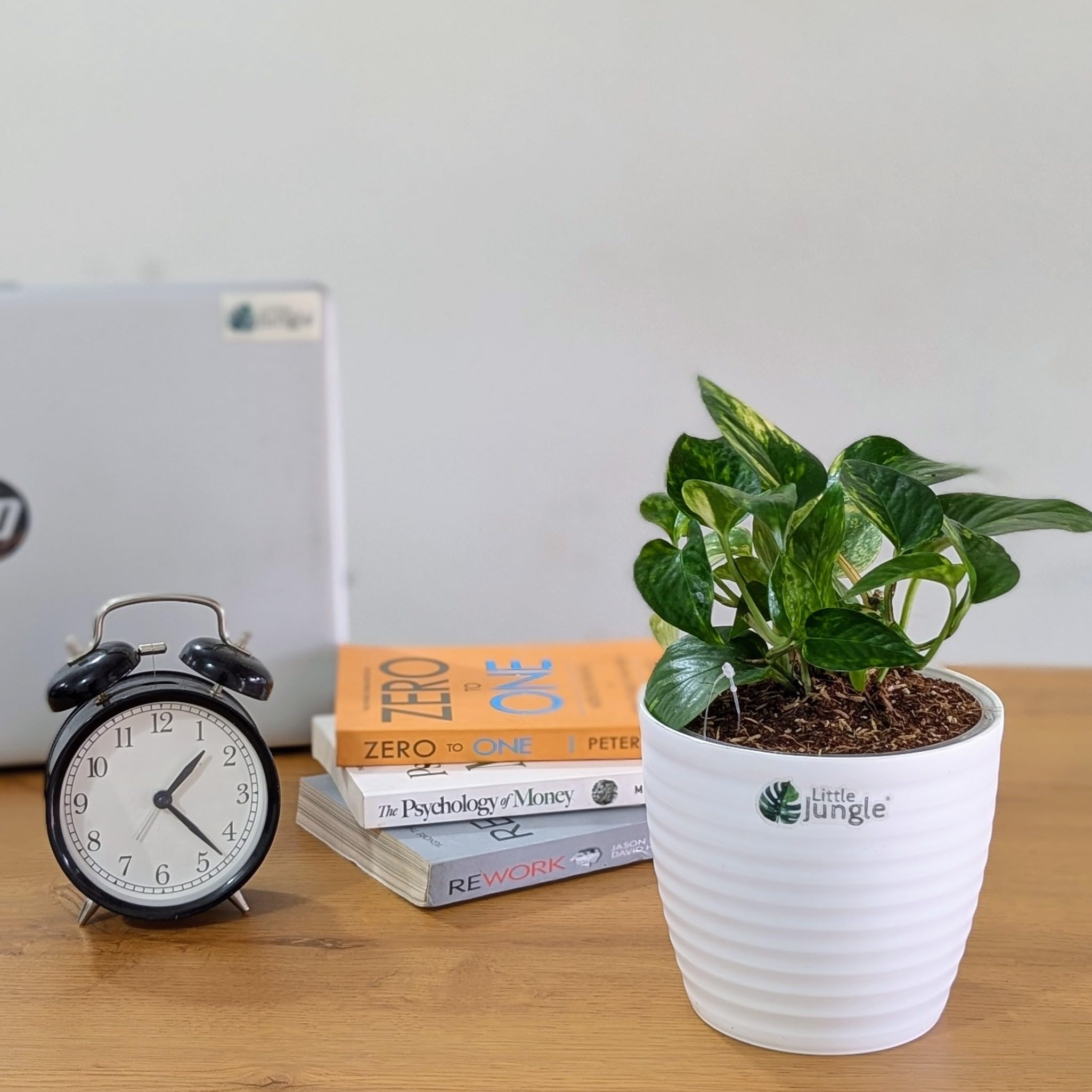- LittleJungle Pothos Golden - Live Plant with 5.5 Inches White Decor Pot | Indoor Plants For Home | Money Plants | Live Plants Indoor | Air Purifying Plant | Live Plant With Pot For Home Decor |