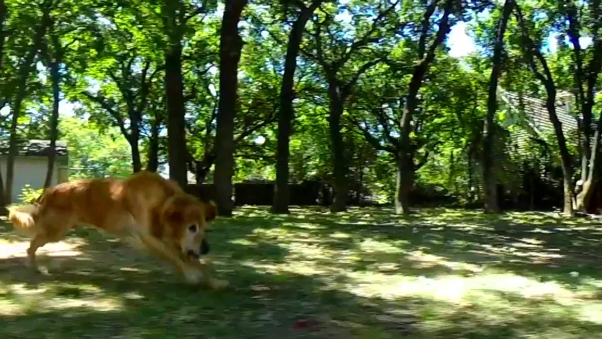 chuckit ultra ball medium 2st