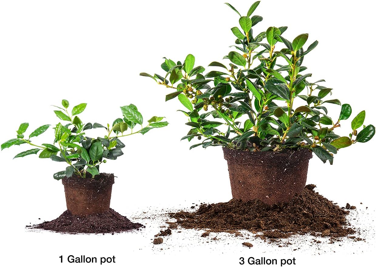 PERFECT PLANTS Nellie Stevens Holly 1 Gal. Pot | Fast Growing Privacy Evergreen| Easy to Maintain, Glossy Green Foliage
