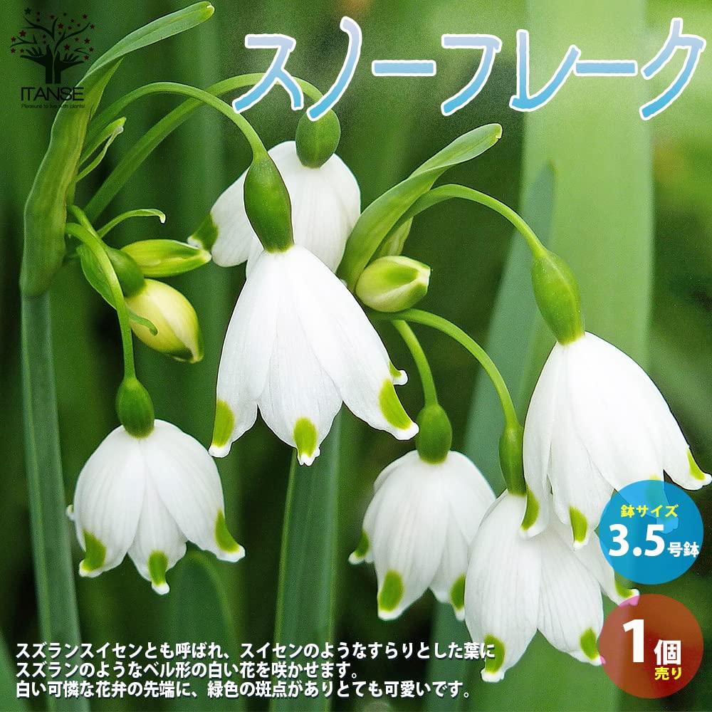 Amazon.co.jp: ITANSE スノーフレーク3.5号鉢 4個セット【寄せ
