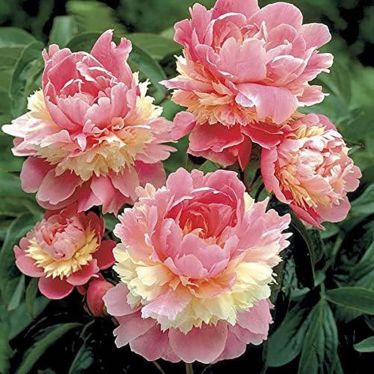 Sorbet Peony - Rose, Pink, White, and Cream - Fluffy Bomb Variety Bare Root | Live Peony Bare Root Plant