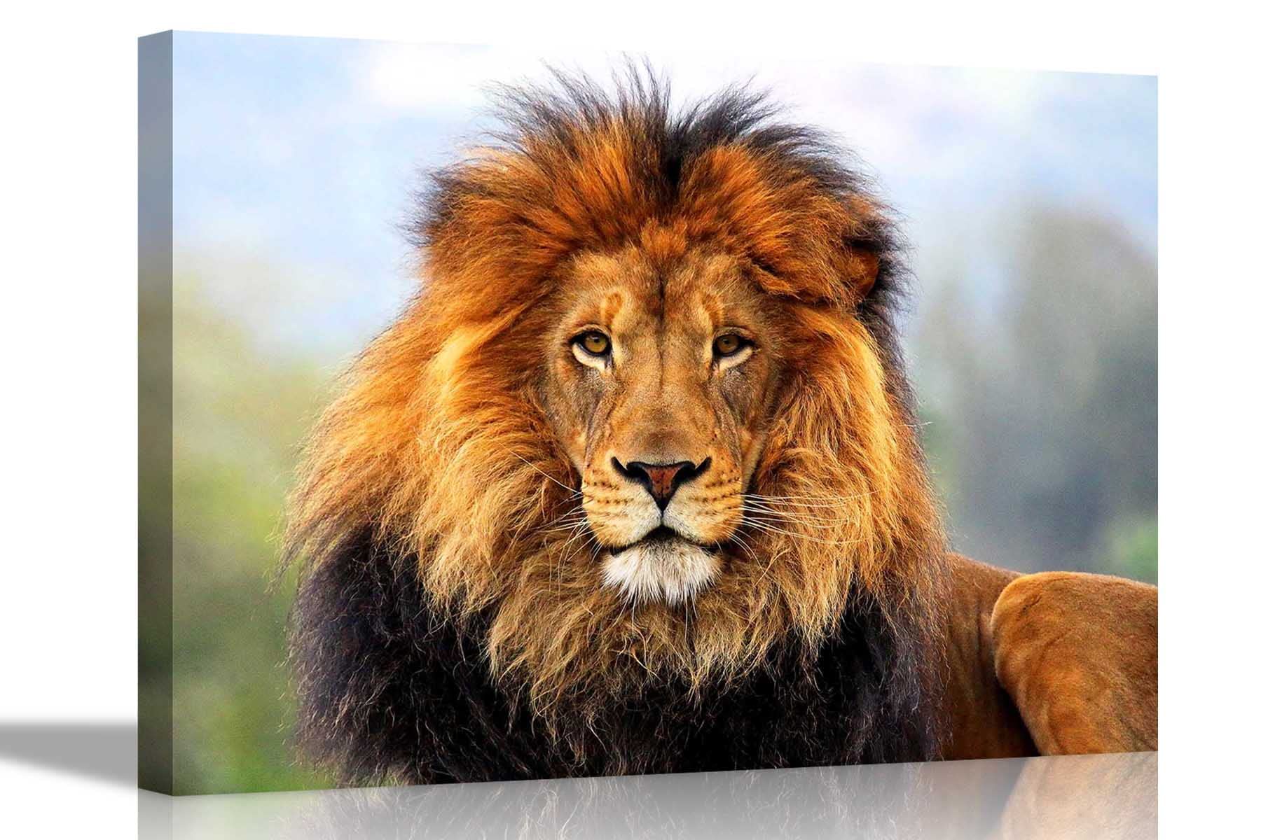 Artley Prints Men's Multicoloured King Of The Jungle Lion Canvas Prints Wildlife Wall Art Pictures Framed Office Photos Hanging Artwork Living Room Animal Posters 51 X 35Cm (20 X 14 Inches)