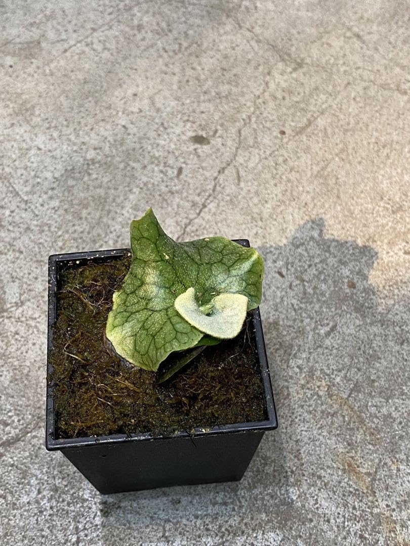 ビカクシダ　P.superbum dwarf Amazon.co.jp: ビカクシダ P. Superbum dwarf spore スパーバム