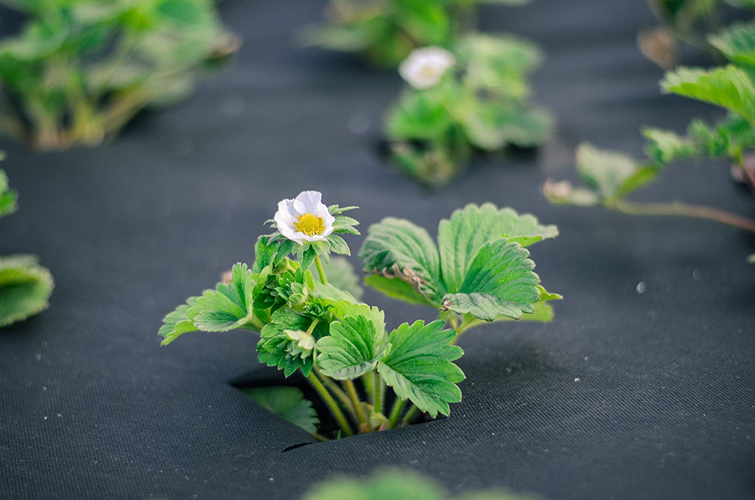 Aquagart Włóknina przeciw chwastom, 40 m, czarna PES – 150 g, folia ochronna do ogrodu i podwyższonej grządki, włóknina ogrodowa i blokada przeciw chwastom, przepuszczająca wodę folia przeciw chwastom, wytrzymała włóknina ochronna o szerokości 1,5 m
