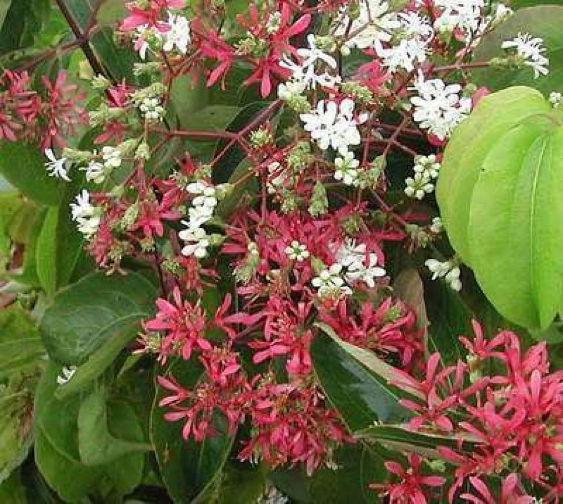 Heptacodium miconioides - Sieben Söhne Des Himmels Strauch 60-80 cm Container
