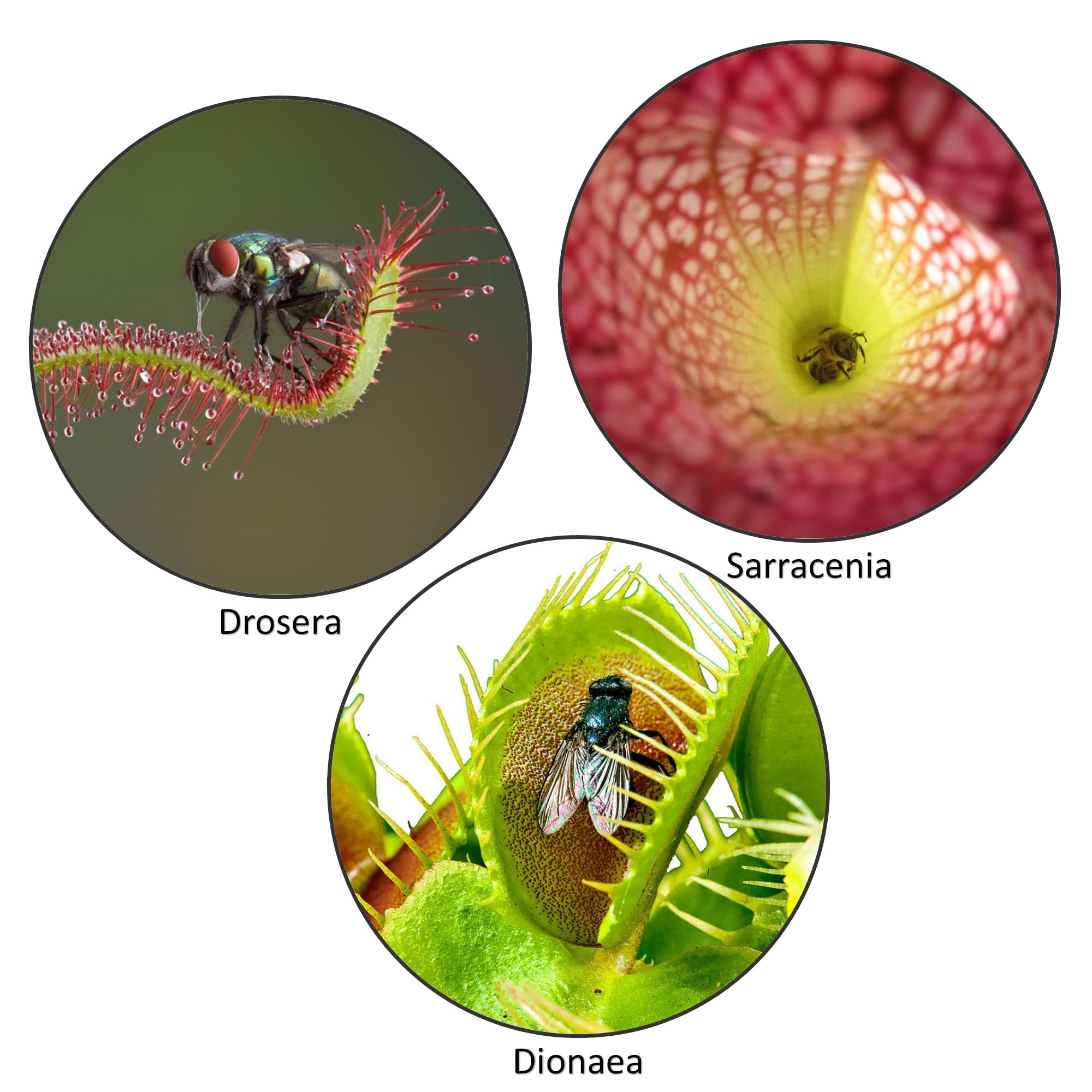 vdvelde․com - Piante carnivore vere 5 pezzi con dionea acchiappamosche | Mix che cattura gli insetti in modo naturale, vaso da 9 cm, altezza 15 cm, per casa o terrario
