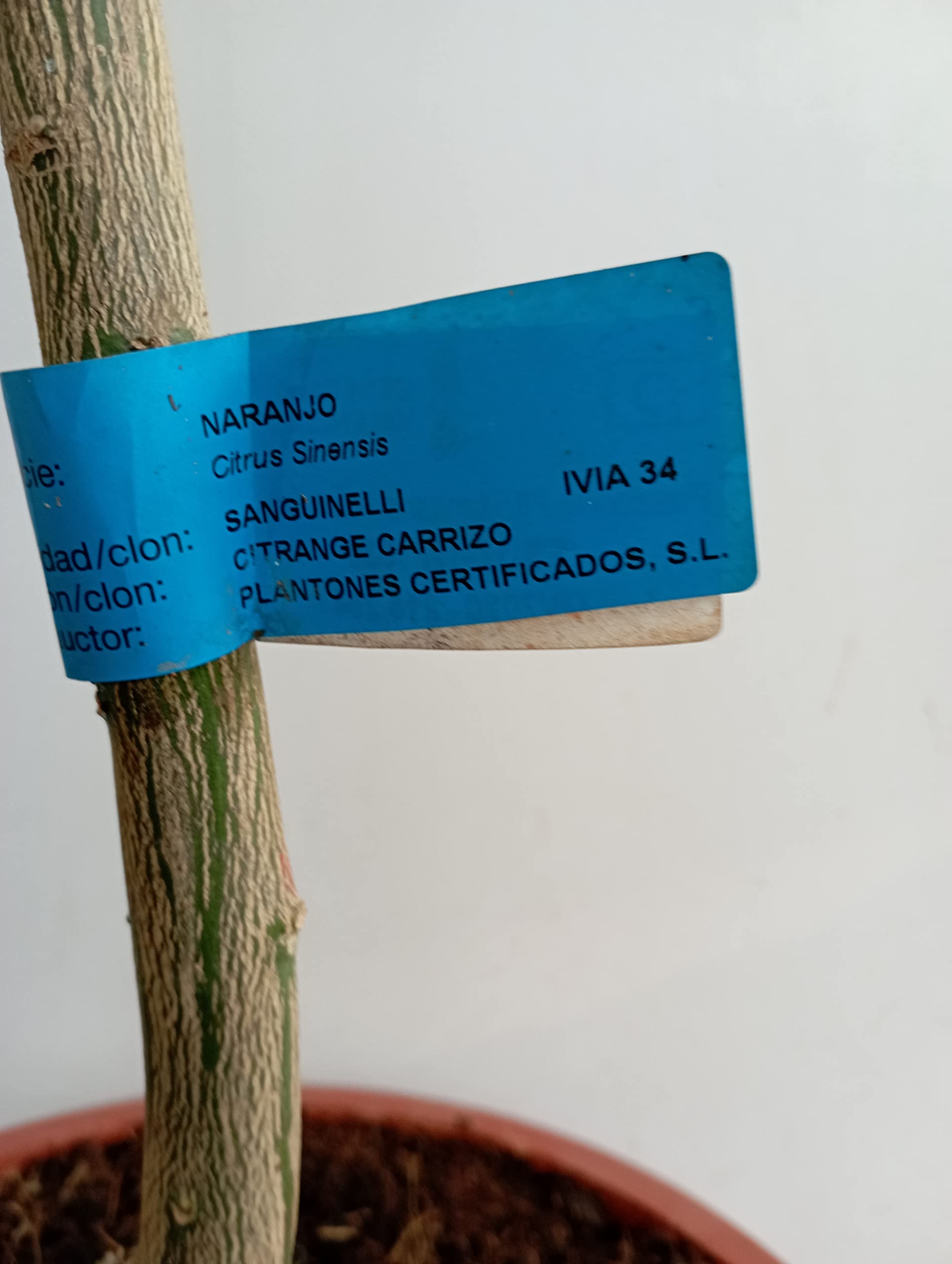 Arbol de Naranjo sanguinelli/Sangre de toro en maceta 25cm altura aproximada 1,30m de Viveros la Berrocosa