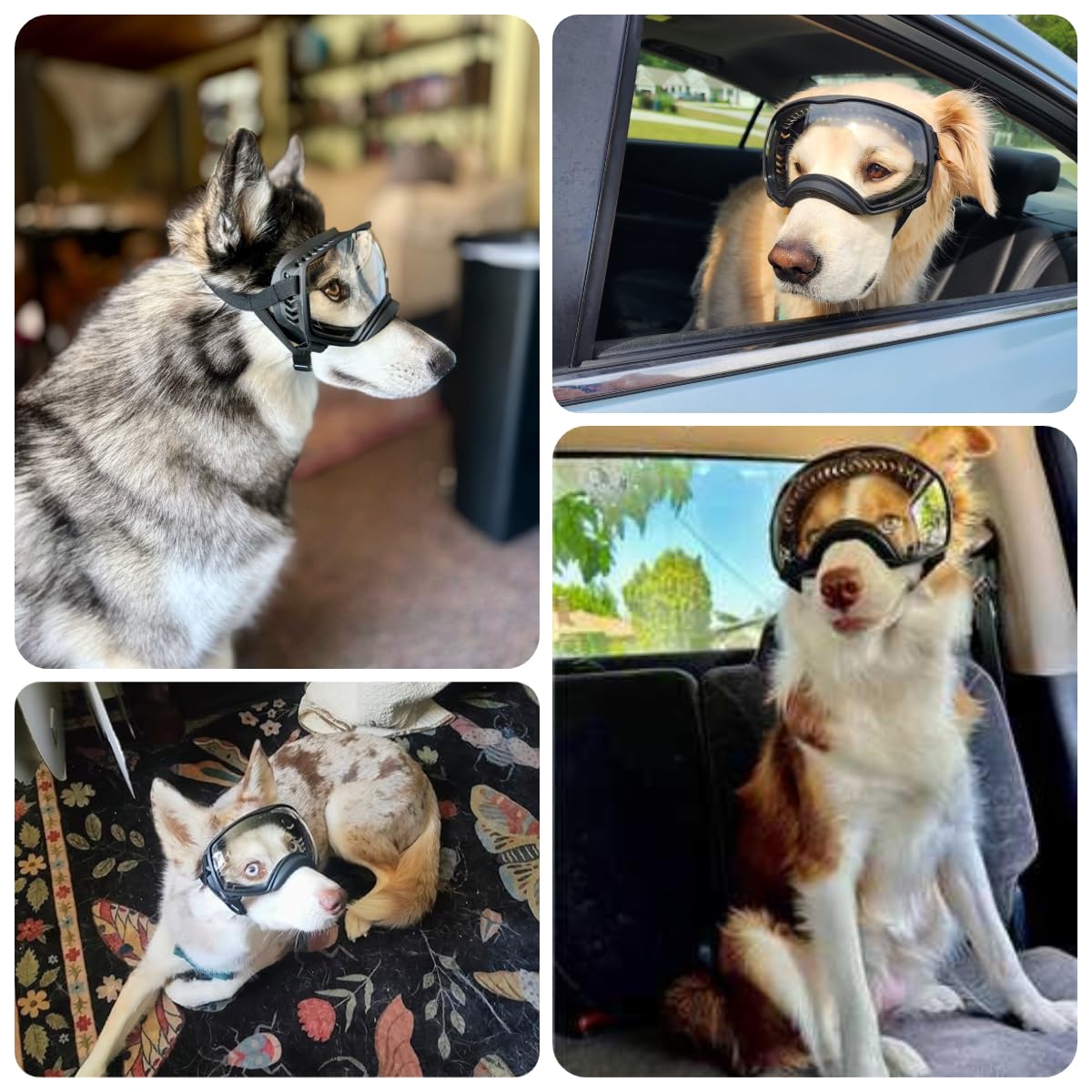 Hundebrille Winddichte Hunde Sonnenbrille Hund Schutzbrille mit Verstellbare Band Geeignet für Mittelgroße bis Große Hunde-Clear