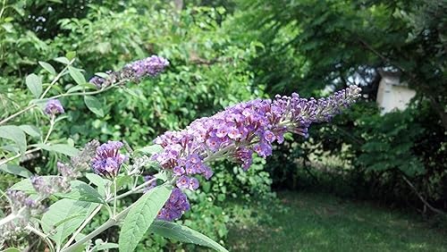 Miniatura 2 de Buddleia Nanho Blue - 10 plantas vivas - Arbusto de mariposa floreciente