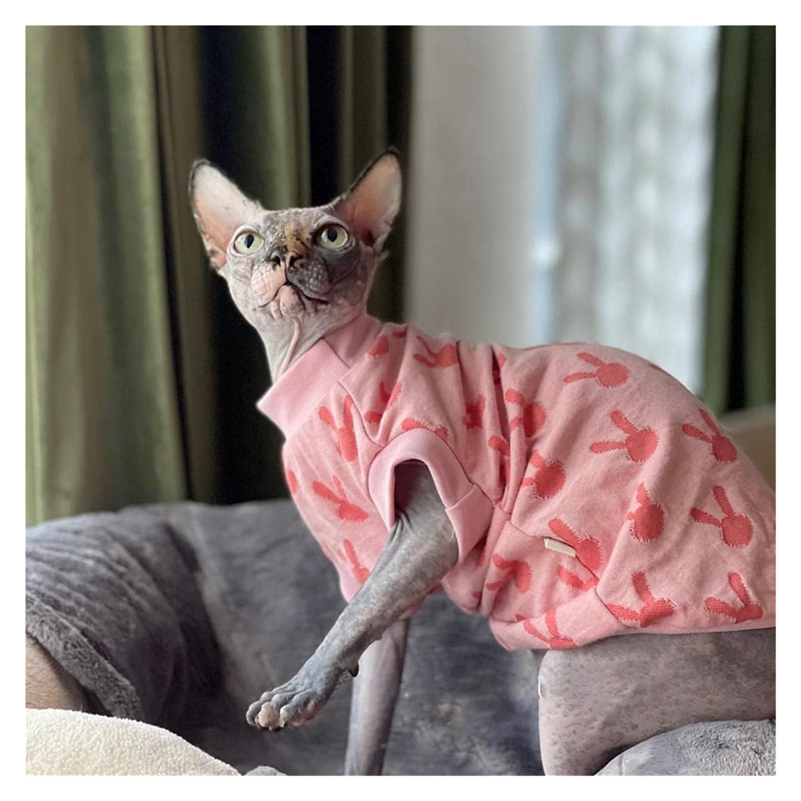 Odzież dla kotów, Ubranka dla kotów Hairness, bawełniane ubranka Sphynx/Devon z wzorem królika | M