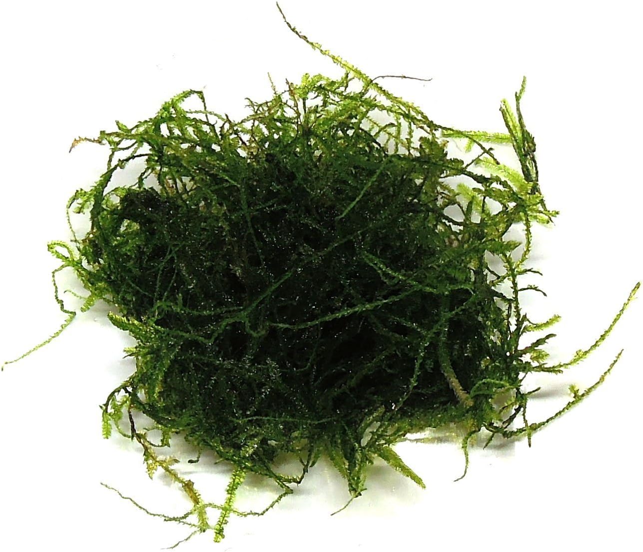 SubstrateSource Taxiphyllum barbieri "Java Moss" Live Frewather Aquarium Plant