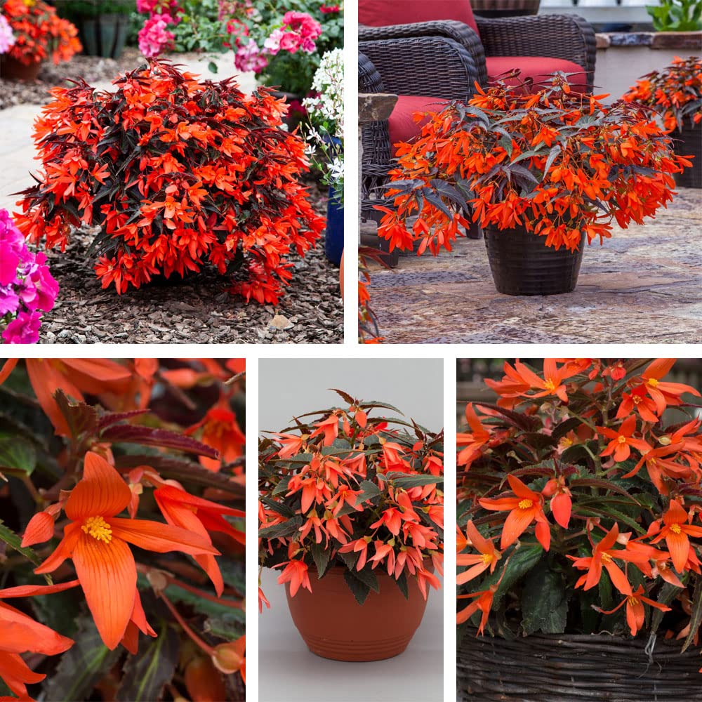 Begonia ‘Bossa Nova Night Fever Papaya’ 24 Grow Your Own Garden Ready Perfect Outdoor Bedding Plant Hanging Basket Flowers Delivered by Thompson and Morgan (24)
