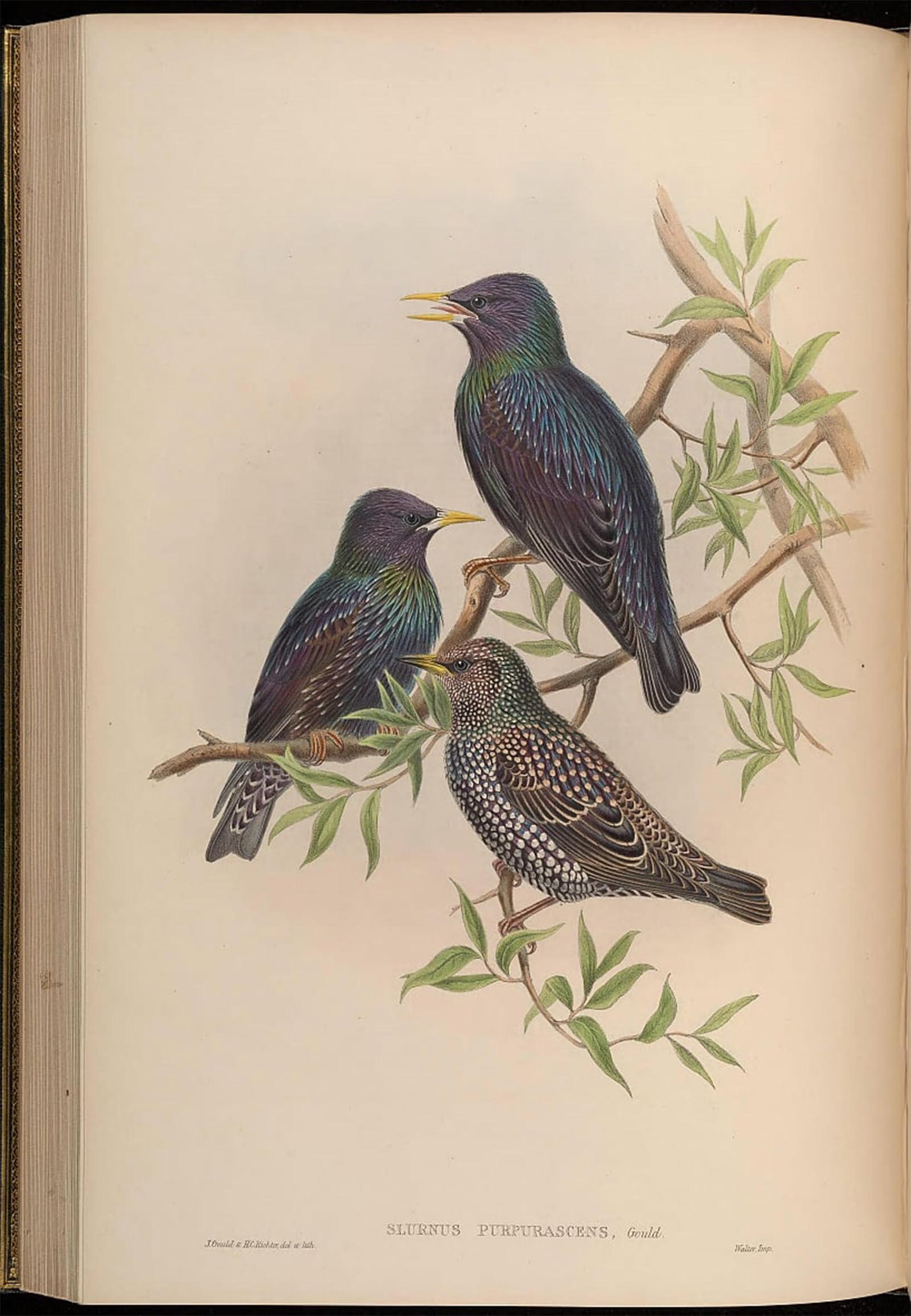SERENDIPITP Vintage Wall Art Canvas Nordic Poster Canvas Print Picture Animal Bird Sturnus Purpurascens Sturnus Purpurascens by John Gould Wall Art Poster for Home Decor 60x90cm
