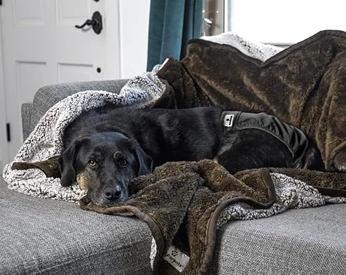 Miniatura 8 de Pet Parents - Pañales lavables para perros (3 unidades), pañales duraderos y de alta calidad para machos y hembras