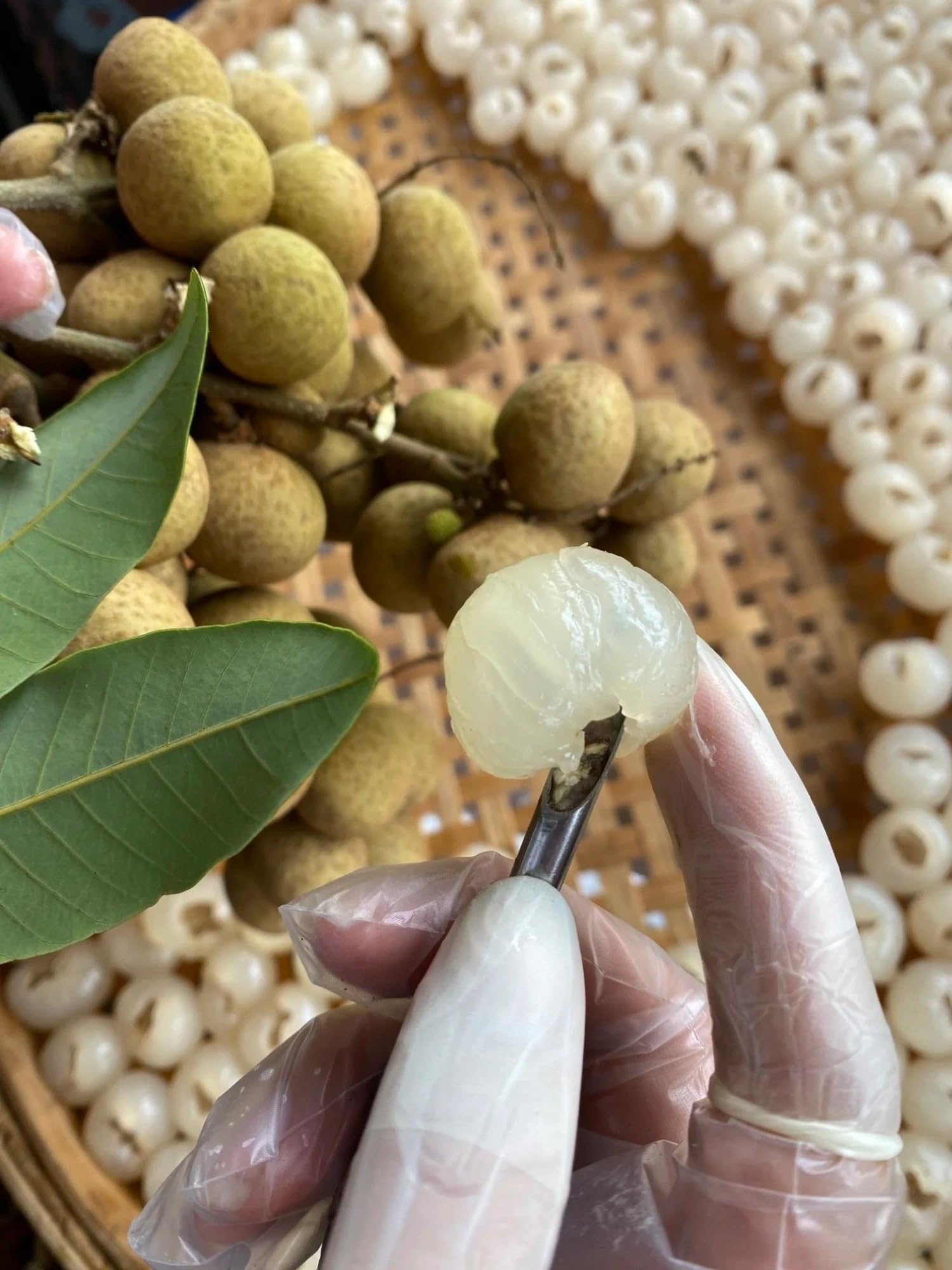 Carne seca de Longan, 500 g de pulpa grande, sin aditivos, nuevo cultivo fresco de temporada, regordete y dulce, pulpa natural de Longan.