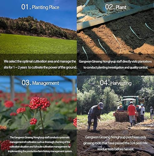Miniatura 4 de Gangwoninsam Extracto de ginseng rojo coreano dorado de 8.46 onzas líquidas  Contiene extracto de raíz de ginseng rojo coreano 100% puro de 6 años